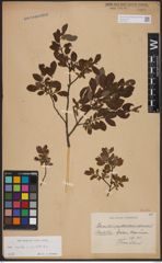 Foto von Salix aurita L. x Salix myrtilloides L.